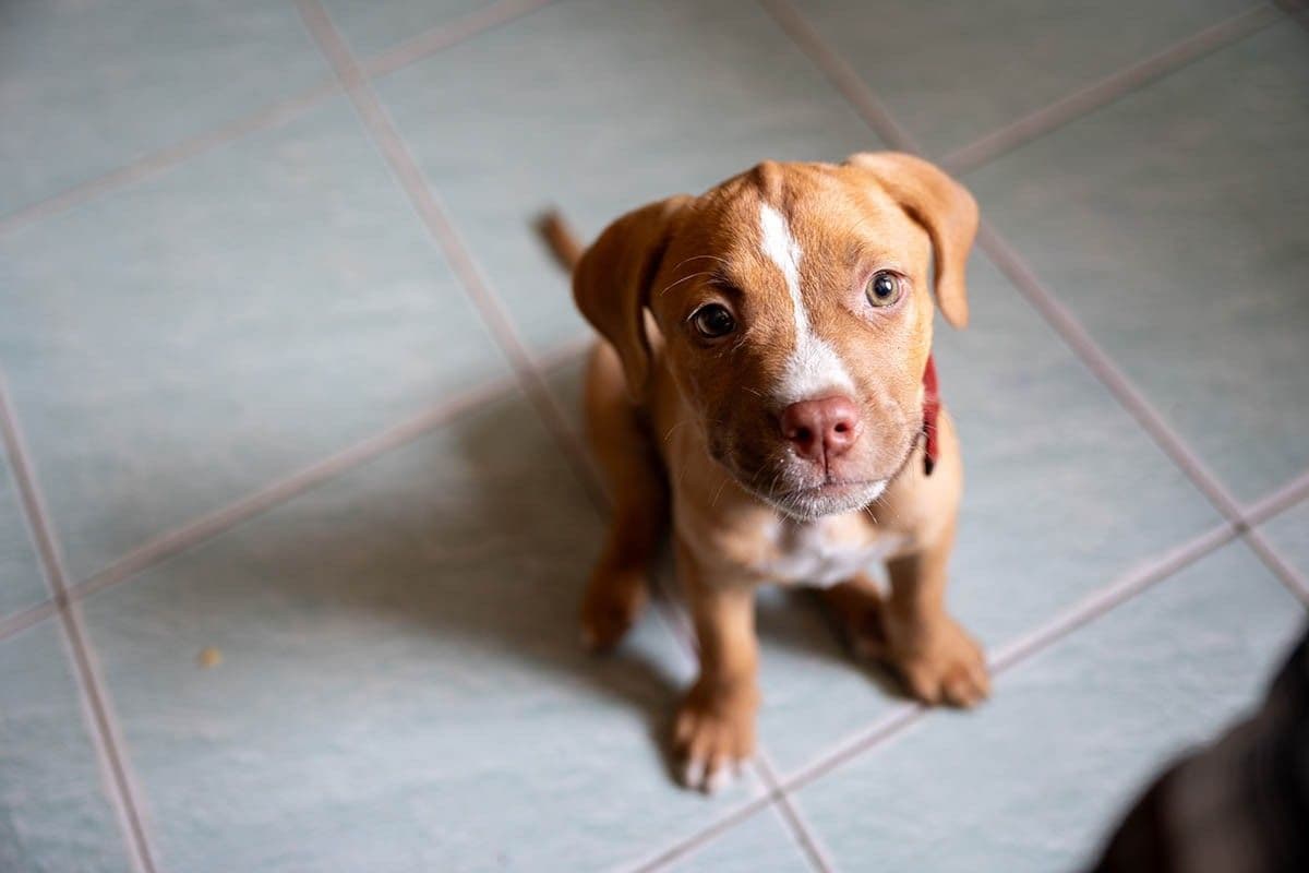 Как подготовиться к появлению щенка в доме