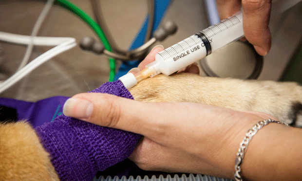 Торакоцентез 1 час﻿