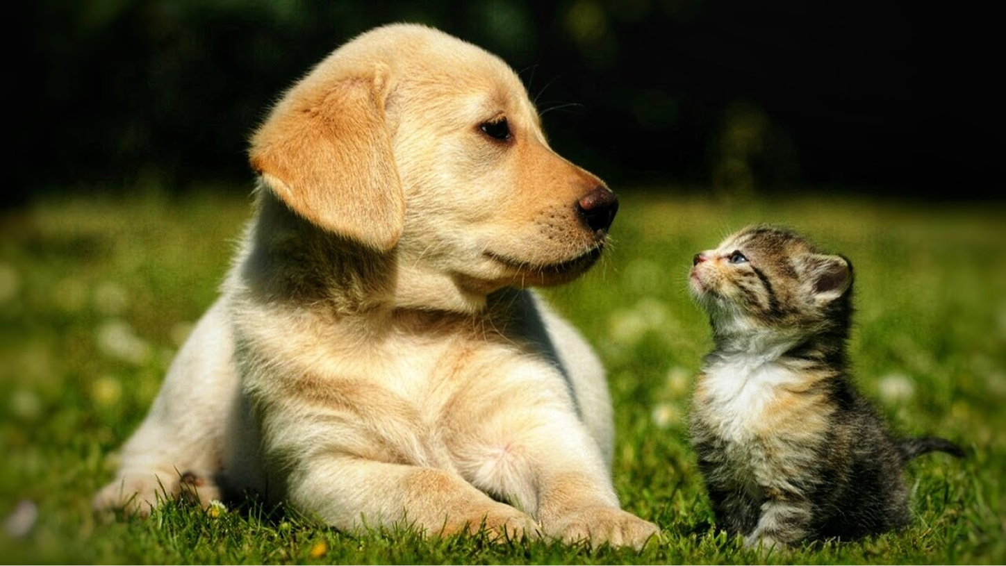 Грумминг - изображение 2