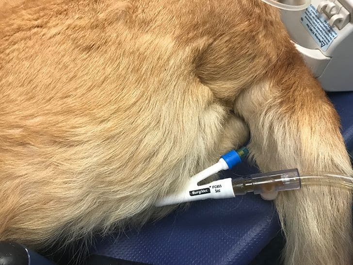 Катетеризация мочевого пузыря кота (по категориям)