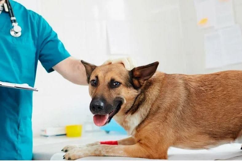 Спленэктомия кошки, собаки до 10 кг