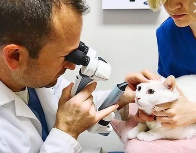 Офтальмология - изображение 1