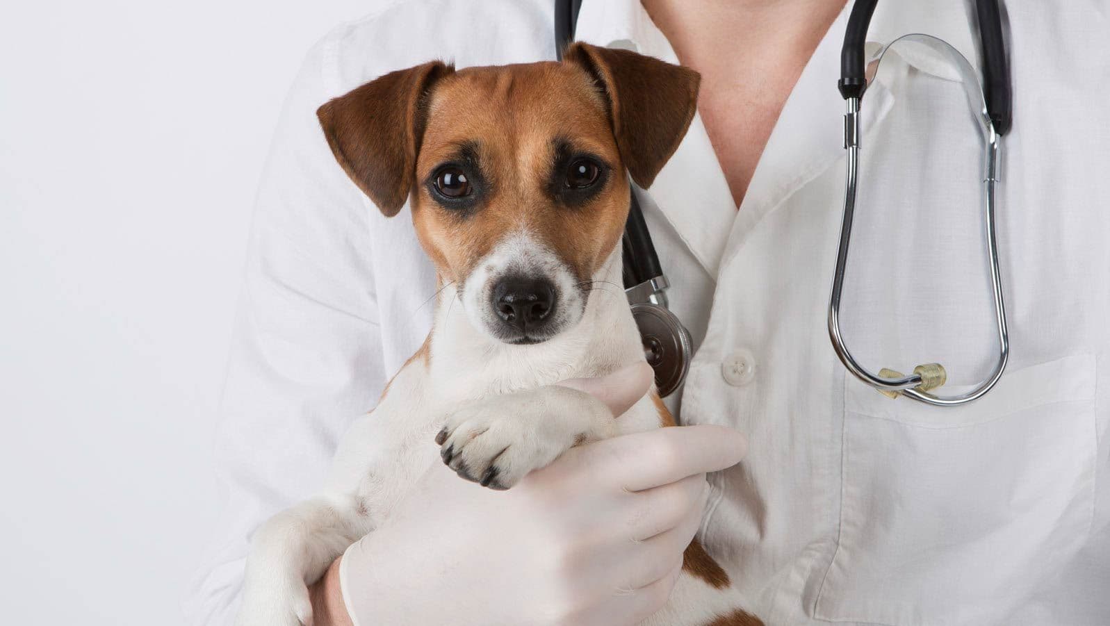 Промывание толстого кишечника (клизма) собаки﻿