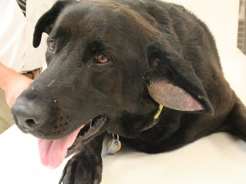 Хирургическое лечение отогематомы кошка, собаки более 10 кг