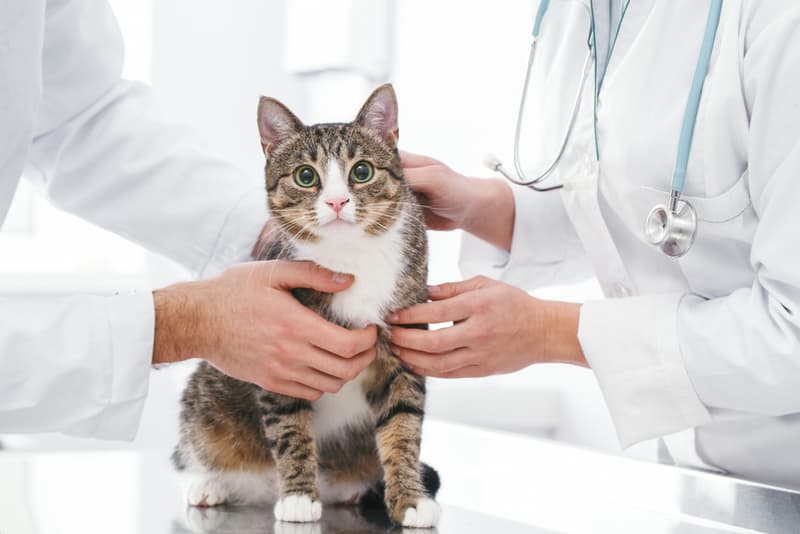 Цитология н/о кожи