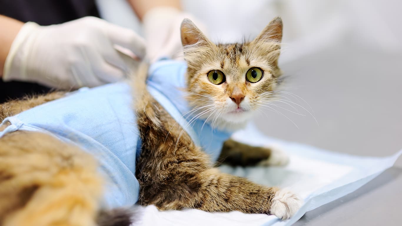 Стерилизация кошки в эструсе (течка) ***всё включено﻿