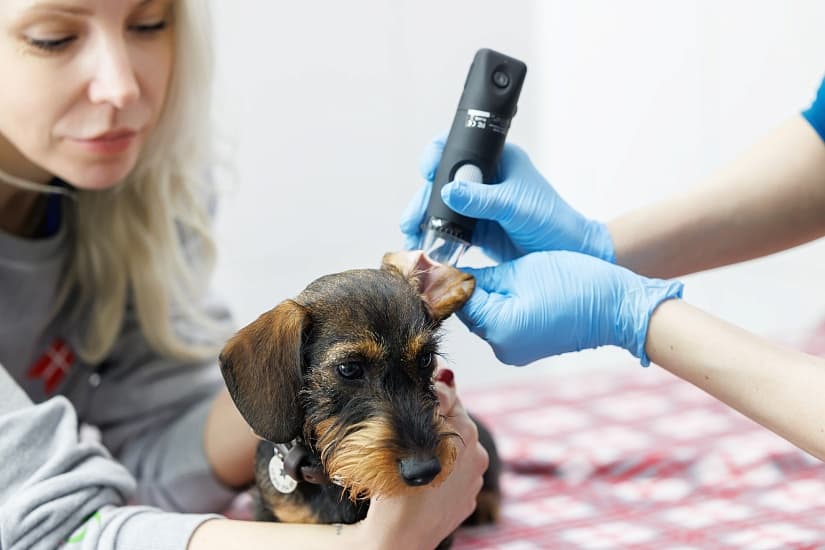 Цитология дерм.