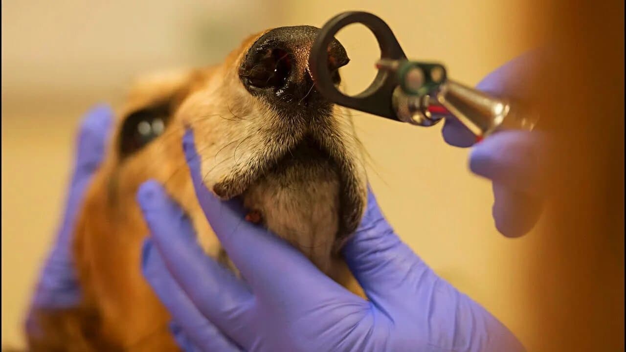 Обработка препуция/носовой полости