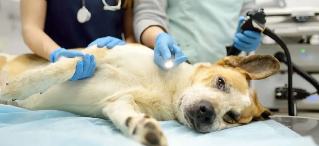 Удаление новообразований мягких тканей