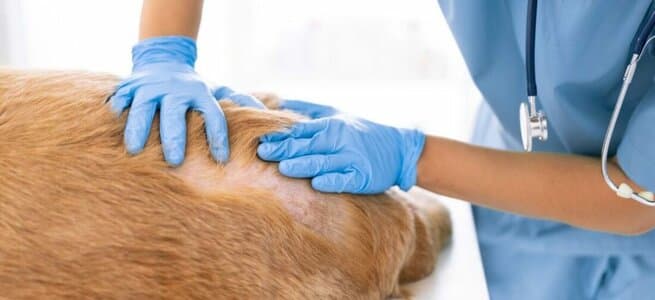 ЛЮМ-диагностика кожи и шерстяного покрова на наличие колоний дерматофитов