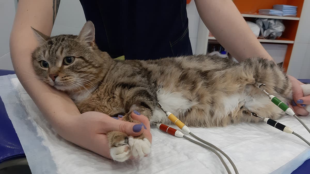 Кардиомониторинг (30 минут/1 час)﻿