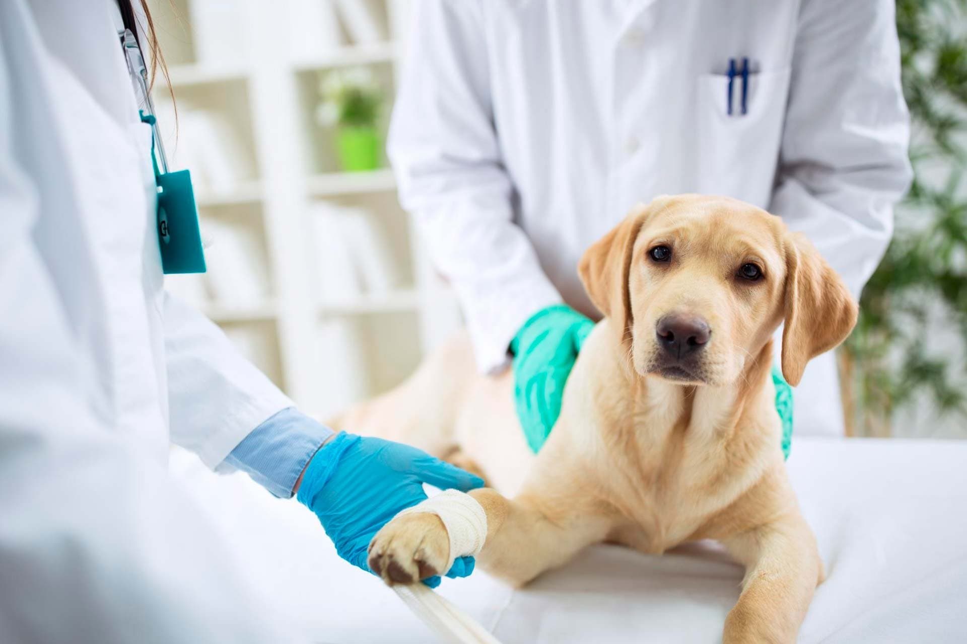 Гастротомия собака более 10 кг﻿