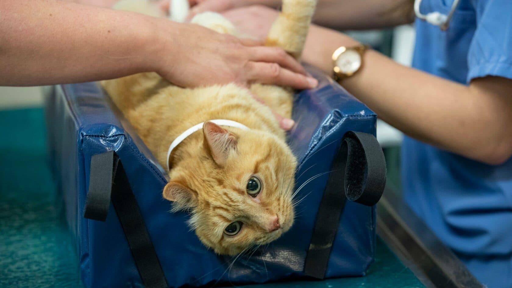 Цистотомия (кошка/собака)