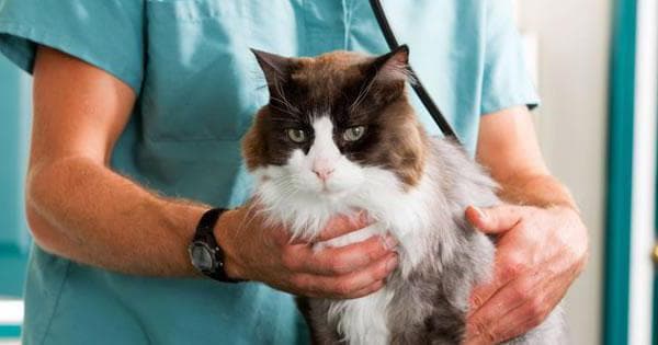 Удаление семиномы у кота