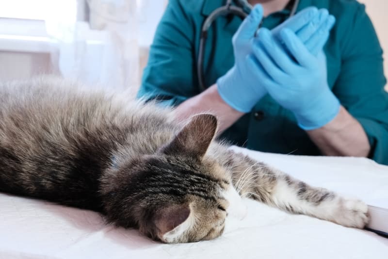 Вынужденная эутаназия (с учётом препаратов) 1-5 кг