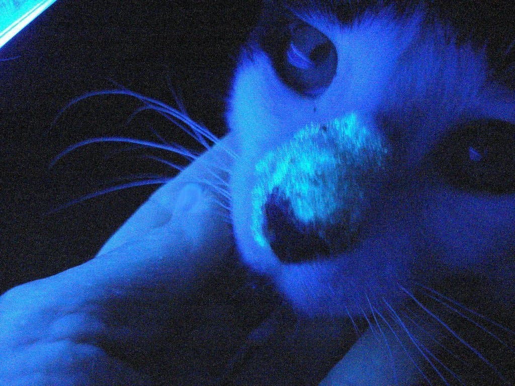 ЛЮМ диагностика