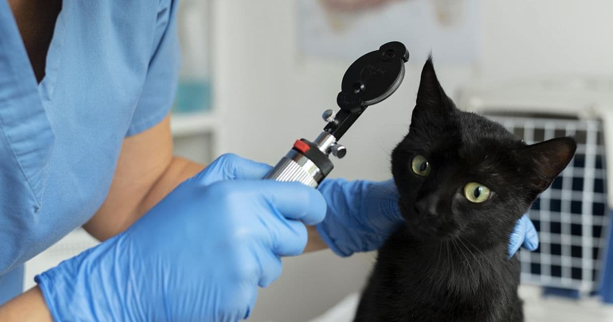 Офтальмоскопия