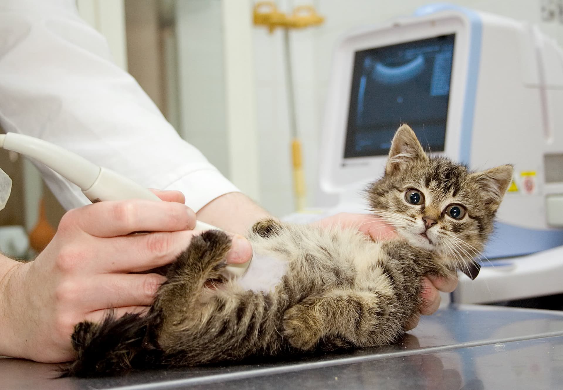 УЗИ надпочечников