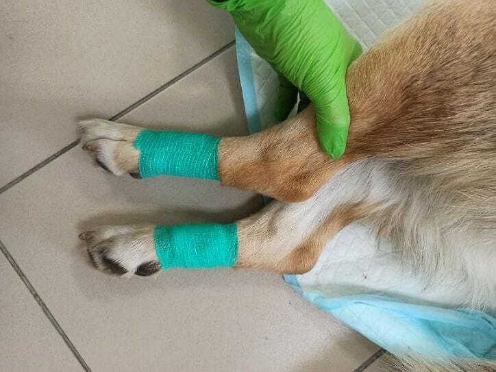 Удаление прибылых пальцев у собаки после 3-х месяцев