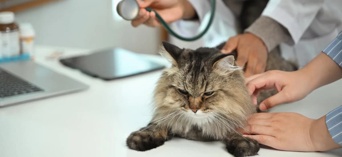 Цитология н/о кожи (без взятия материала)