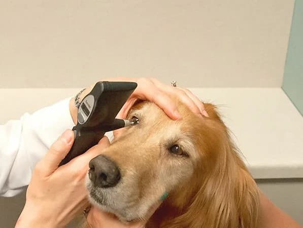 Лечение язвы роговицы (хирургическое)