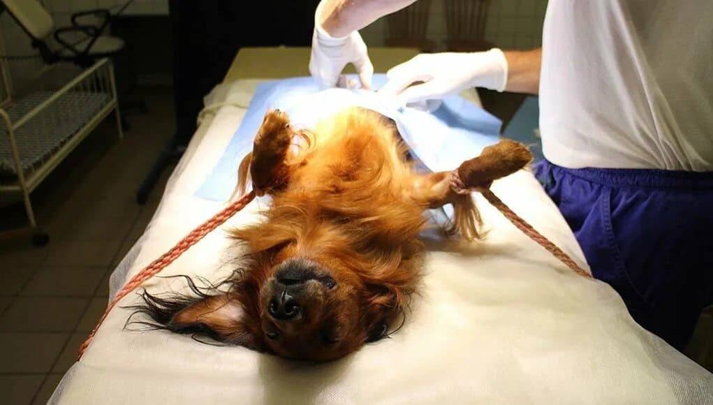 Удаление семиномы у кобеля