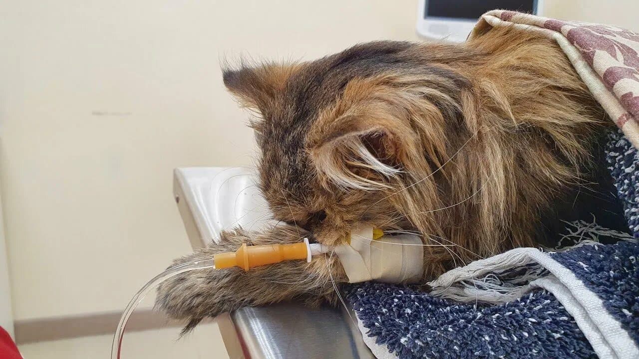 Внутривенное капельное вливание