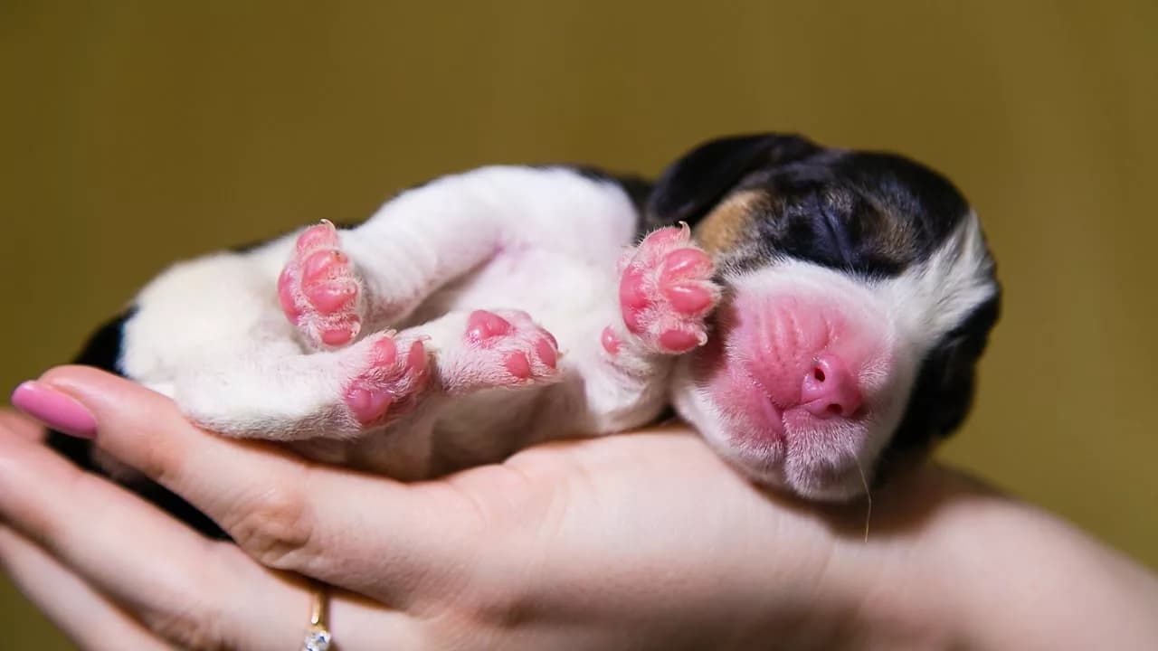 Удаление прибылого пальца у щенка до 1 нед.