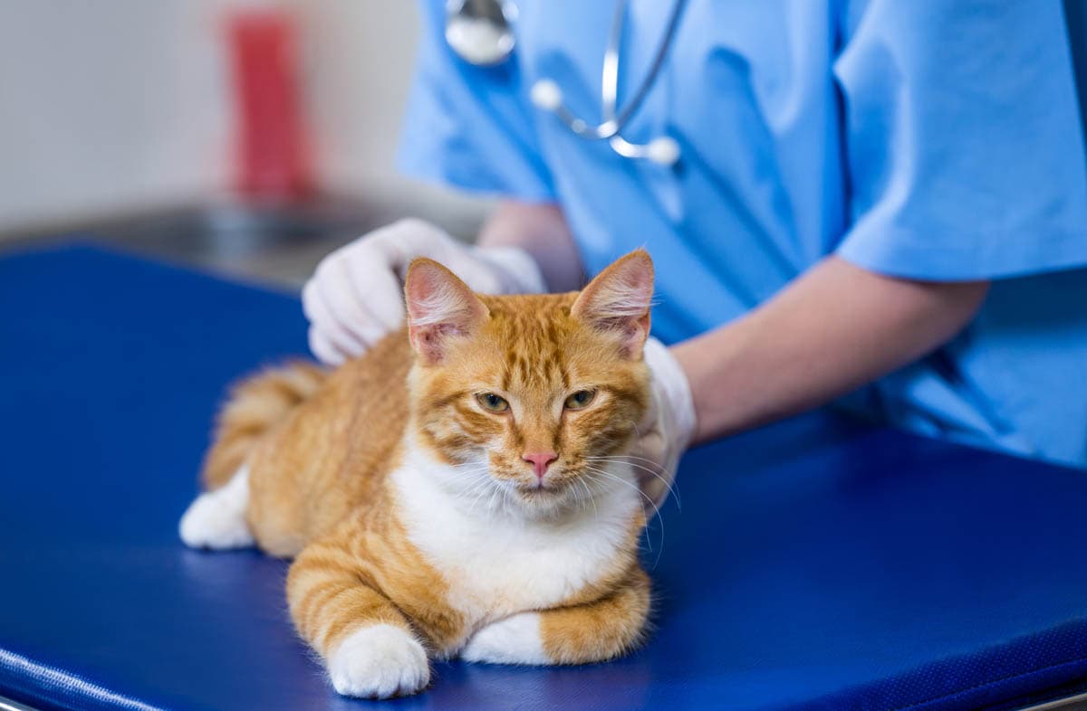 Прочие реконструктивные операции 1 категория