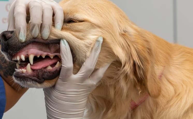 Другие операции на органах ротовой полости