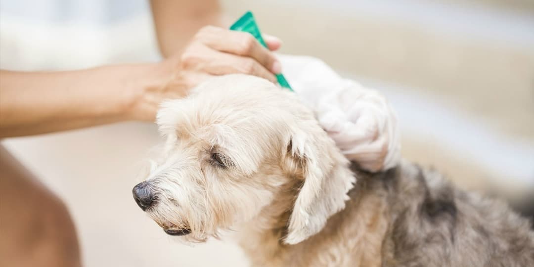 Обработка от эктопаразитов