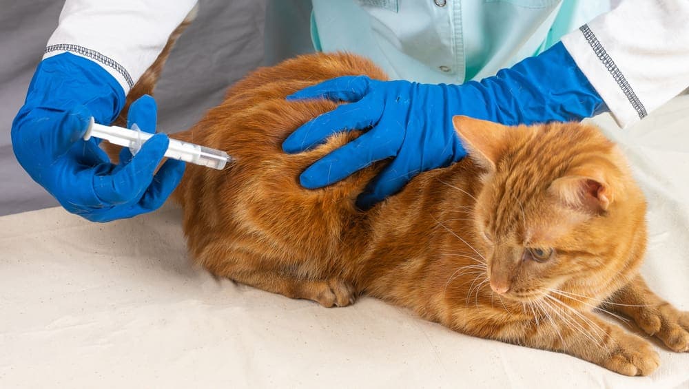 Новокаиновая блокада, местная анестезия